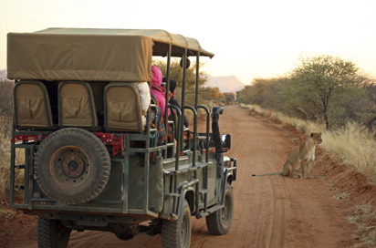 etosha_nationalpark_loeve_03
