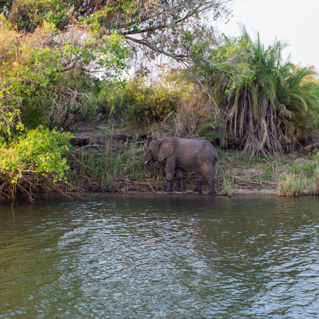 Zimbabwe 2025 Mikkel 0815 Elefant Ved Zambezi Floden