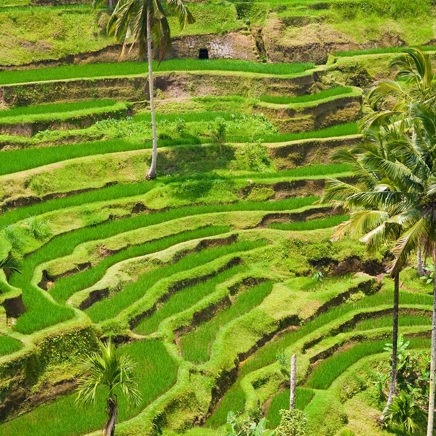 bali - ubud_rismark_07_HF