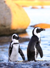sydafrika - cape town_boulders beach_pingvin_02_HF