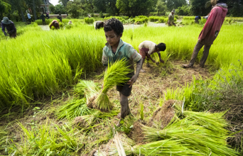 colombia - siem reap_rismark dreng_01