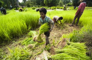 colombia - siem reap_rismark dreng_01