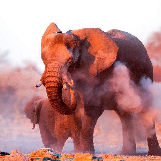sydafrika - elephant national park_elefant_04