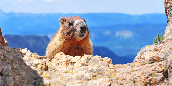 Canada Rocky Mountains Marmot