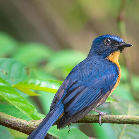 malaysia - penang_mangrove_fugl_01
