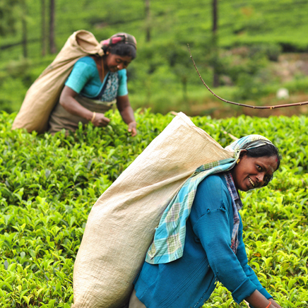 sri lanka - sri lanka_teplantage_kvinde_03