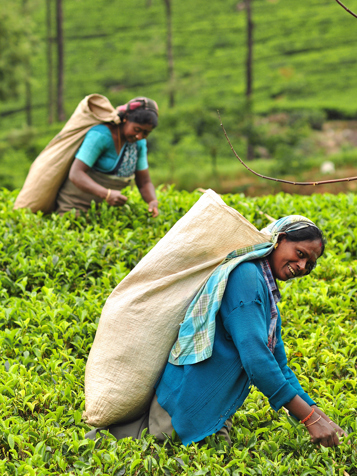 sri lanka - sri lanka_teplantage_kvinde_03