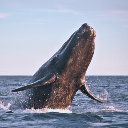 chile - kap horn_hval_hale_02