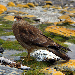 argentina - ushuaia_beagle kanalen_fugl