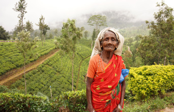 sri lanka - nuwara eliya_teplantage_befolkning_kvinde_01