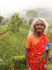 sri lanka - nuwara eliya_teplantage_befolkning_kvinde_01