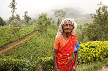 sri lanka - nuwara eliya_teplantage_befolkning_kvinde_01