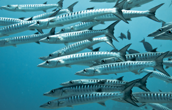 malaysia - Rawa island_barracudaer_01