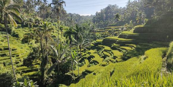 Ubud på Bali