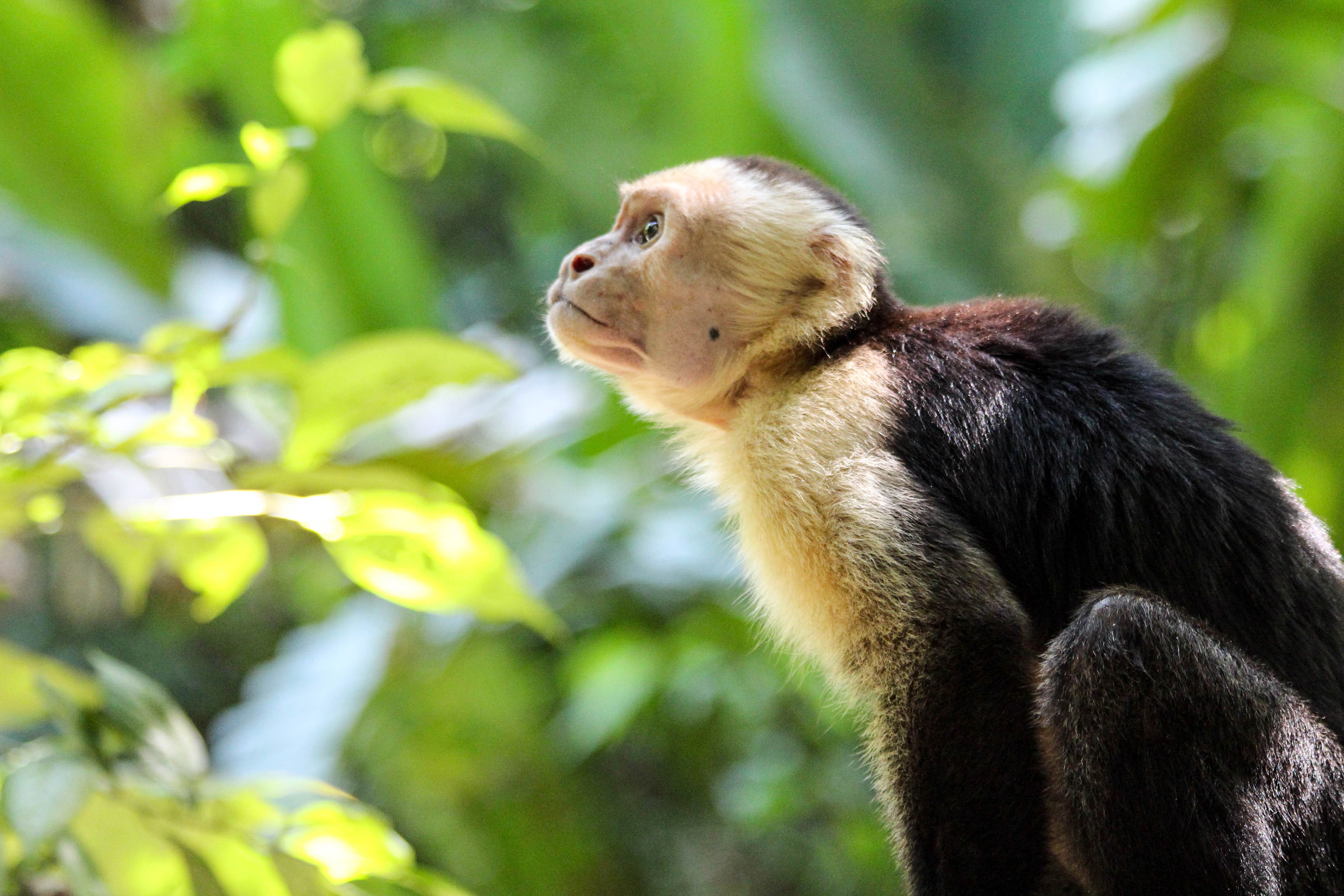 Cahuita National Park Puerto Viejo De Talamanca Abe 02