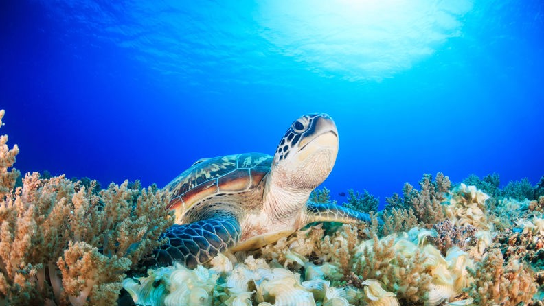 bali - bali_havskildpadde_03