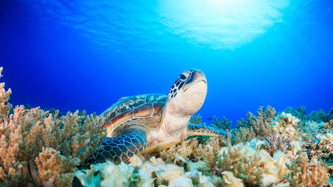 bali - bali_havskildpadde_03