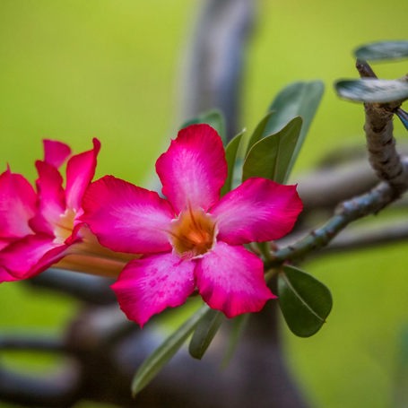 bali - bali_blomst_01_HF