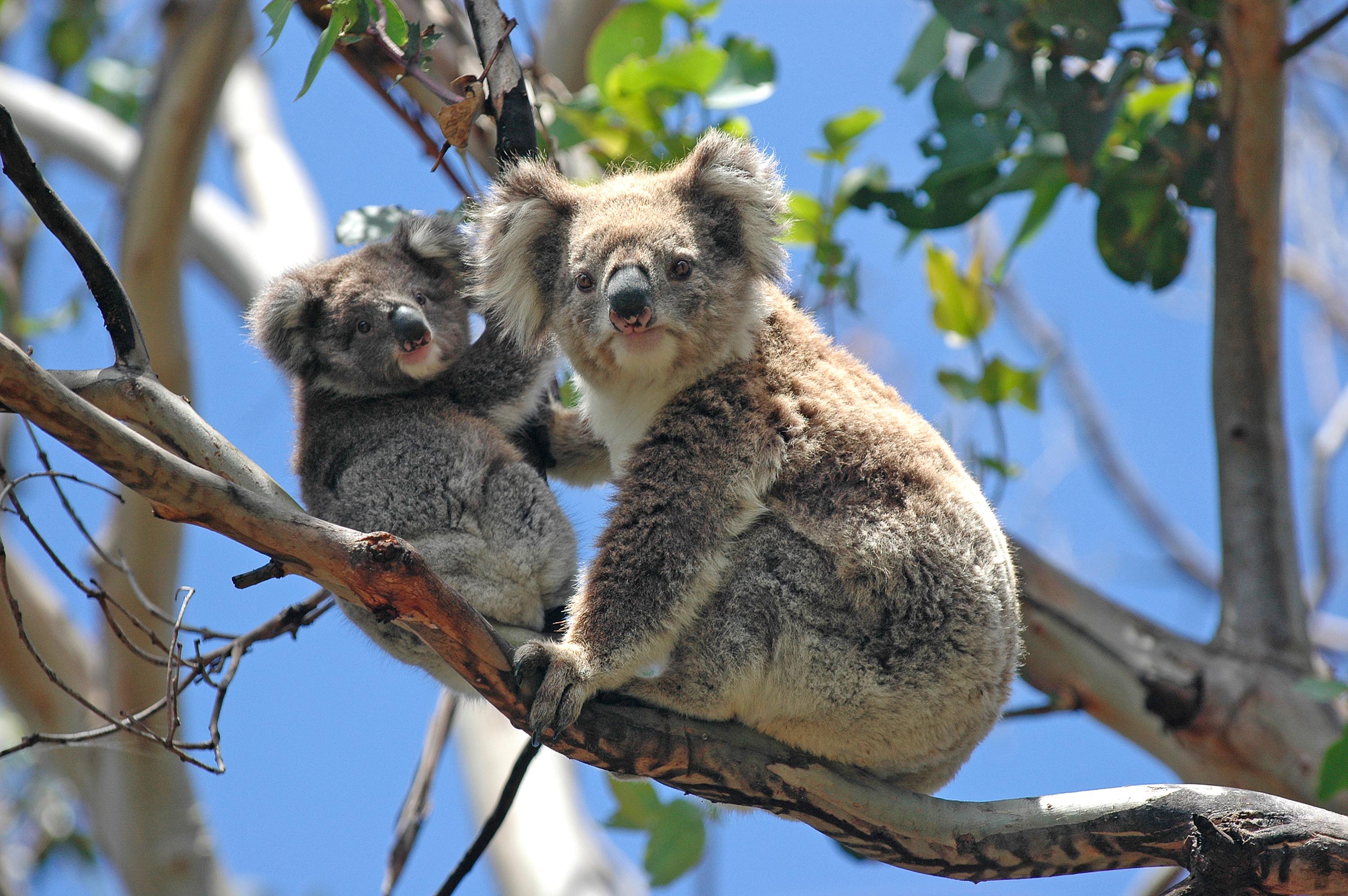 australien - koala_02