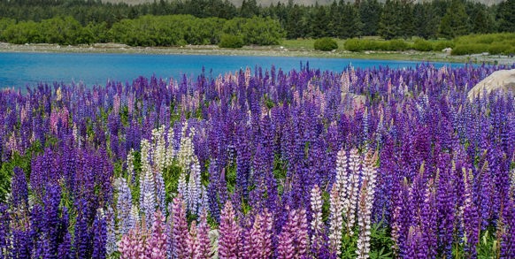 new zealand - new zealand_landskab_blomster_02