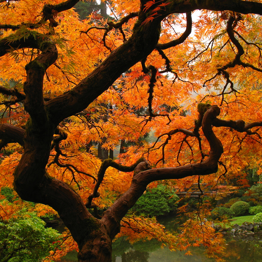 japan - kyoto_roed ahorntrae_02