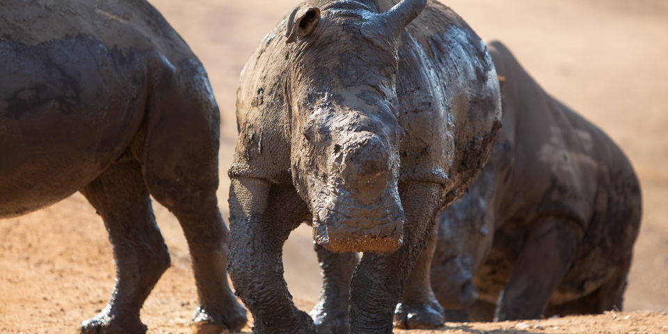 Sydafrika 2025 Mikkel 0144 Hvide Næsehorn
