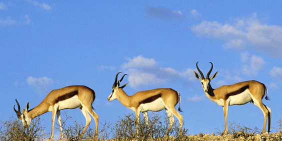bali - barat national park_dyreliv_01