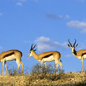 bali - barat national park_dyreliv_01