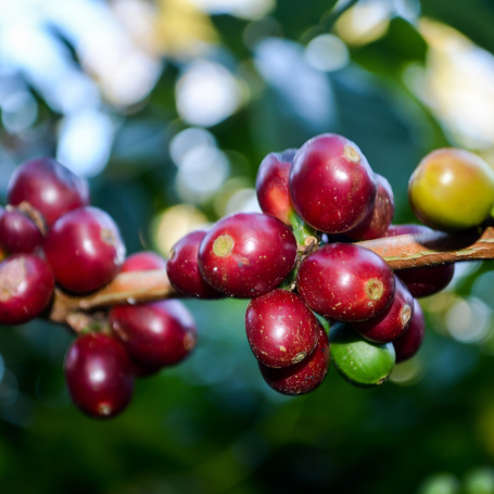 panama - boquete_kaffefarm_02