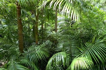 Azorerne_Furnas_Terra Nostra_07