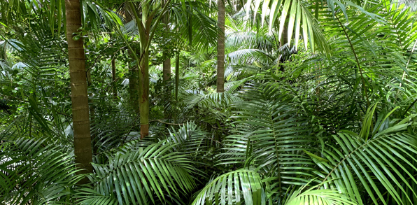 Azorerne_Furnas_Terra Nostra_07