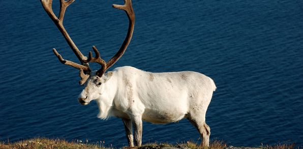 På vejen herop kan vi være heldige at se vilde dyr.
