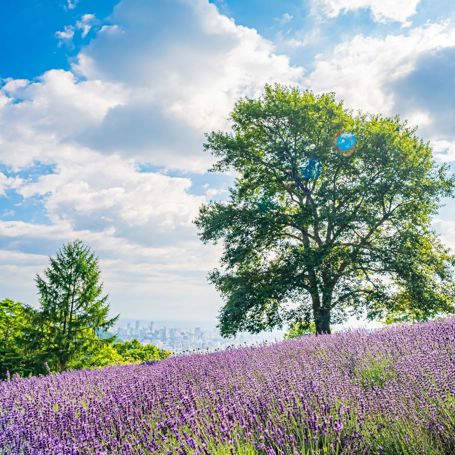 Sapporo Udsigt Forår
