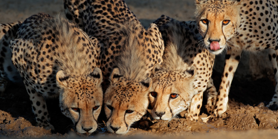 kalahari_oerken_leopard_01