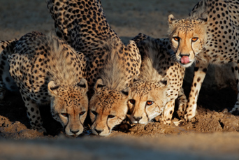 ..og fortsætter herfra til Etosha National Park. På vejen besøger vi et gepard-forskningscenter.