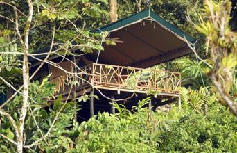 Bo midt i regnskoven på Rafiki Lodge