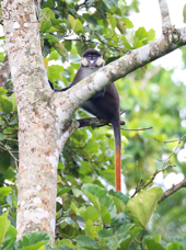 Uganda Bigodi Swamp Red Tailed 2 1528004474
