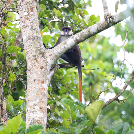 Uganda Bigodi Swamp Red Tailed 2 1528004474