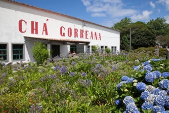 sao miguel_te plantage_gorreana_02
