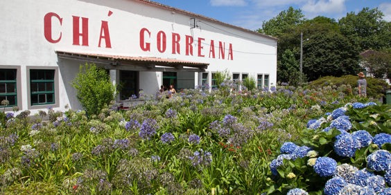 sao miguel_te plantage_gorreana_02