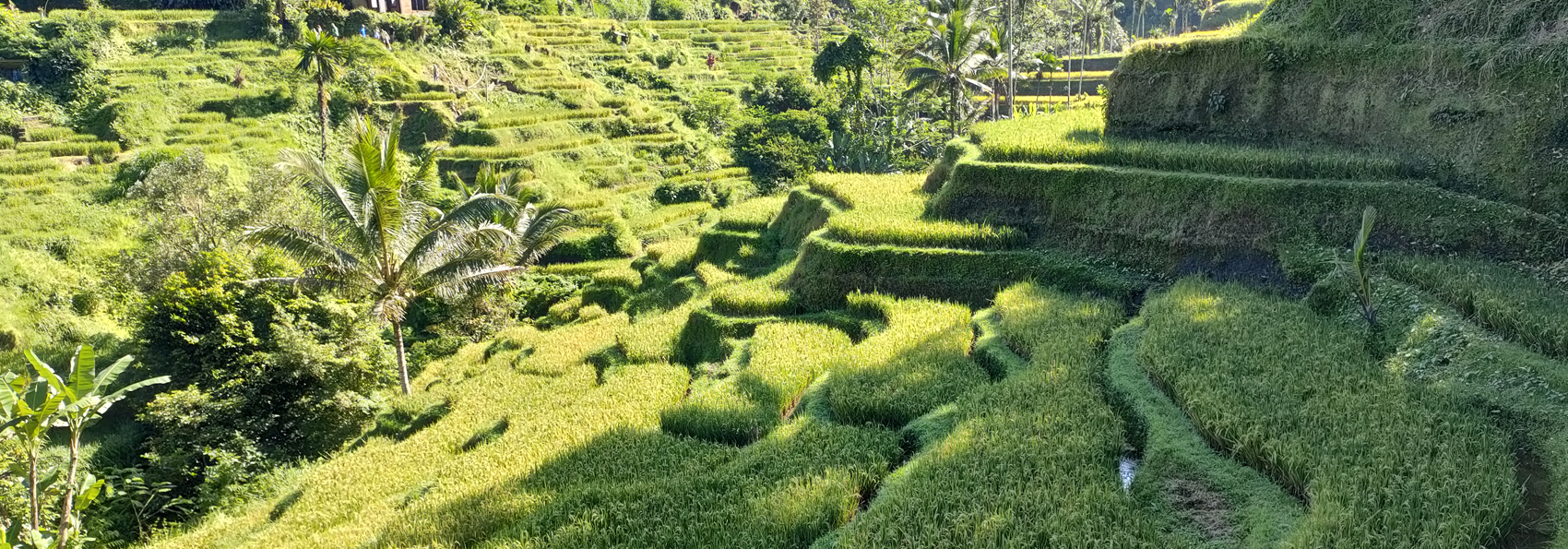 bali - Ubud_risterrasser vandring_02