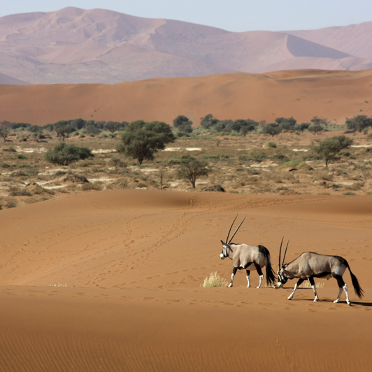 Fra Windhoek kører vi igennem Namib-ørkenen...