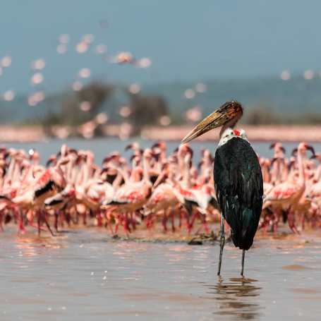 kenya_naivasha_flamingo_01