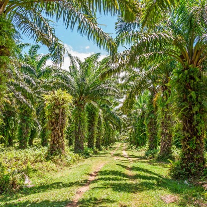 plantage_ylang ylang olie_01