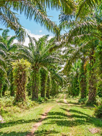 plantage_ylang ylang olie_01