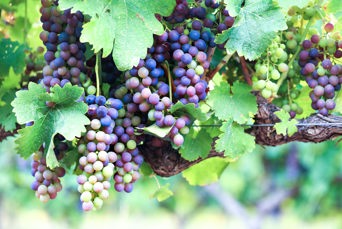 sydafrika - stellenbosch_vinmark_04