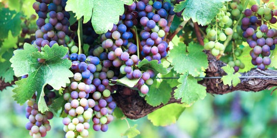 sydafrika - stellenbosch_vinmark_04