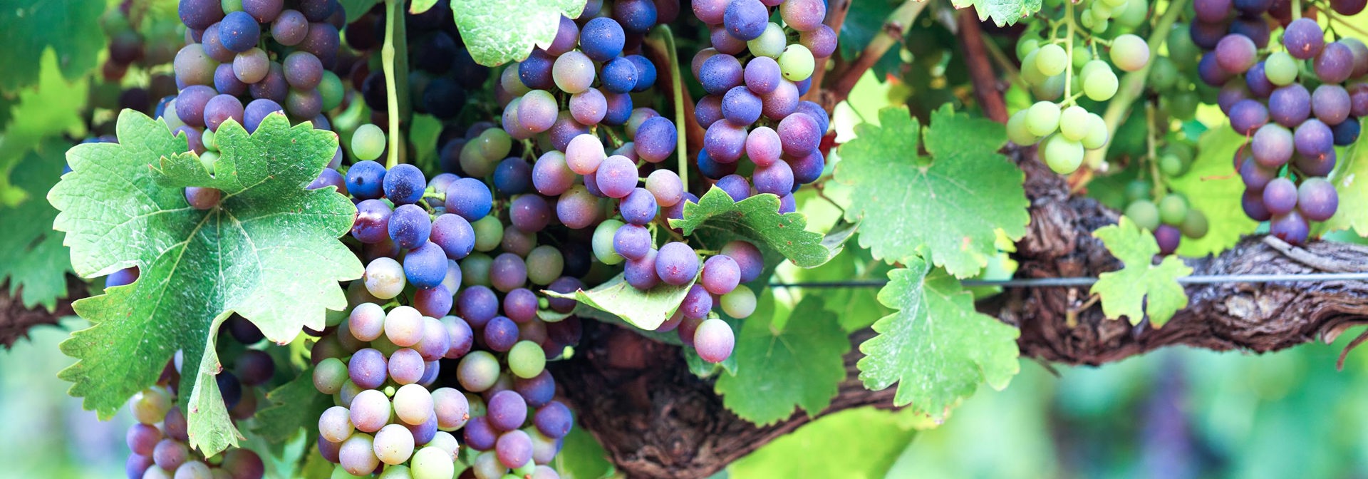 sydafrika - stellenbosch_vinmark_04