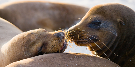 galapagos_soeloeve_strand_hav_04