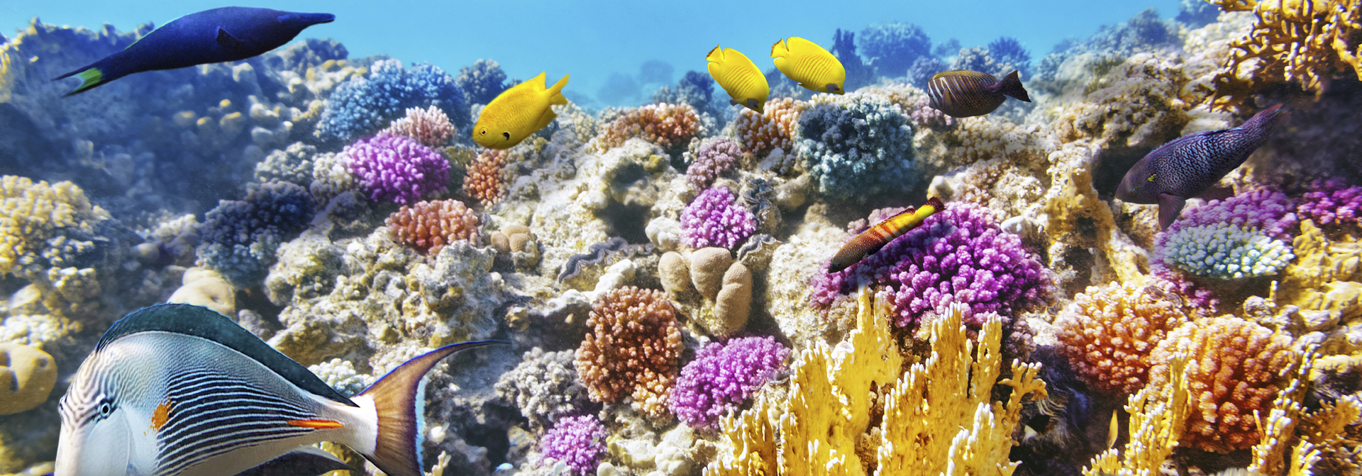 thailand - andamaner havet_coral fisk_01